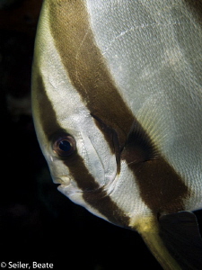 Batfish face by Beate Seiler 